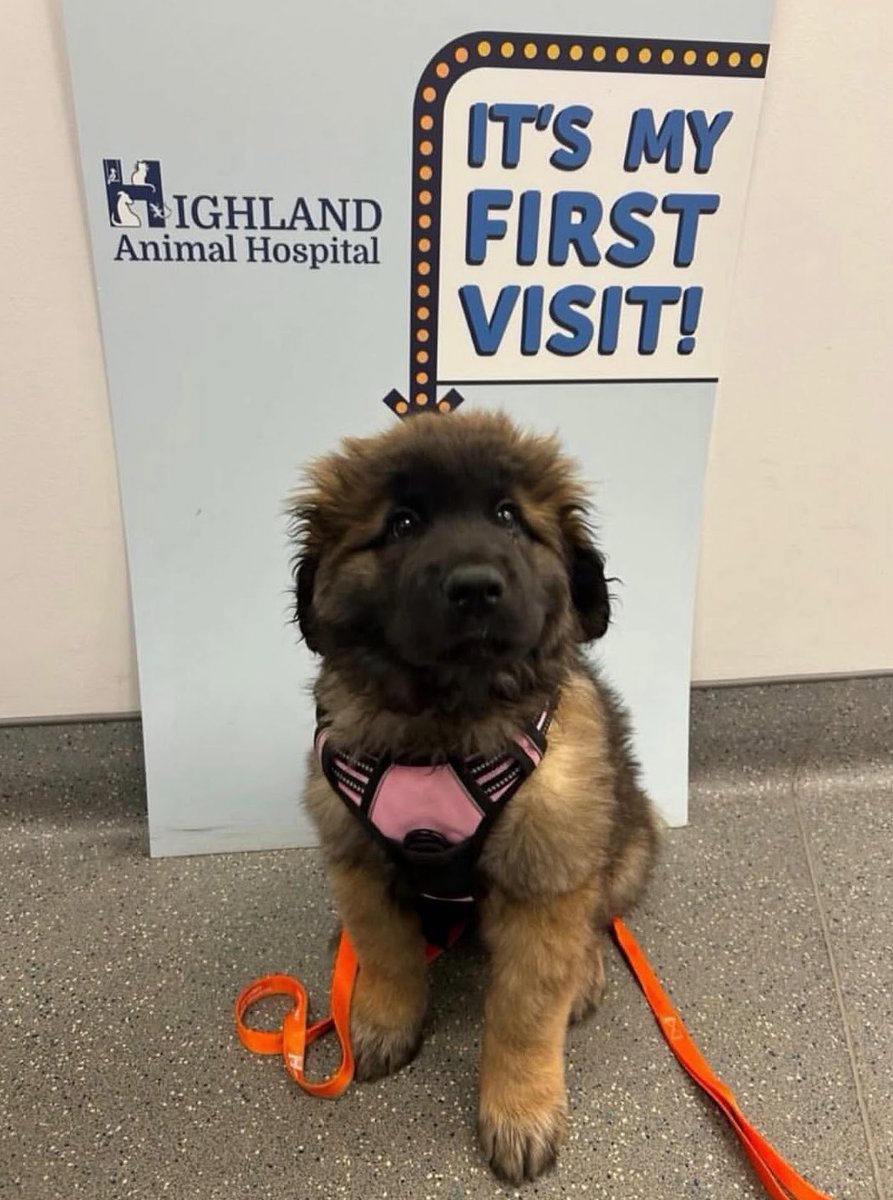 Puppies 🐶 tweet media