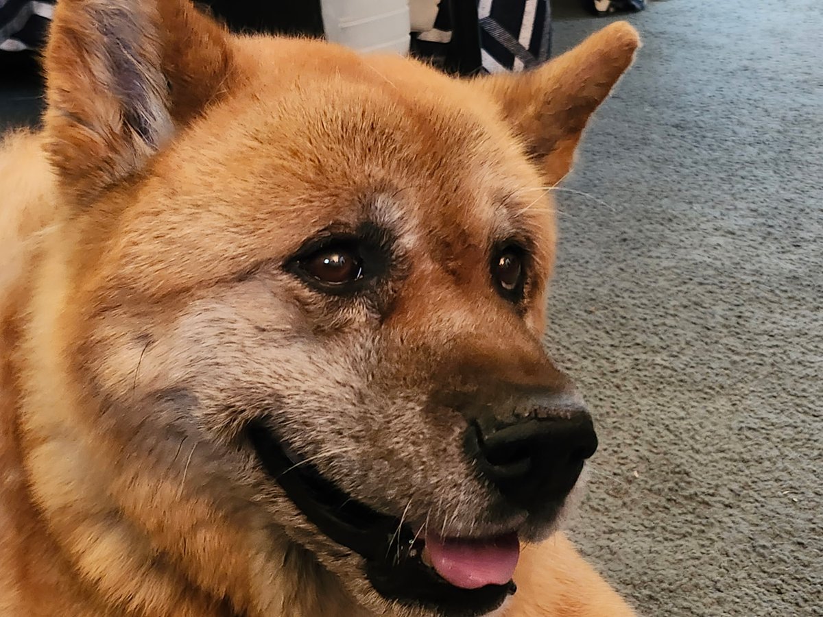 Boss_Michael49's tweet photo. @Sabiha1278 @kristenbalderas Lost my last Akita ... Her name is Princess Red I'm too old for any more so please love any dog you can find... She made it to 13 this last February https://t.co/BV2I3nhaql