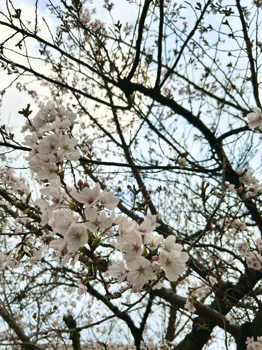 MAN@4/13アカイエ tweet media