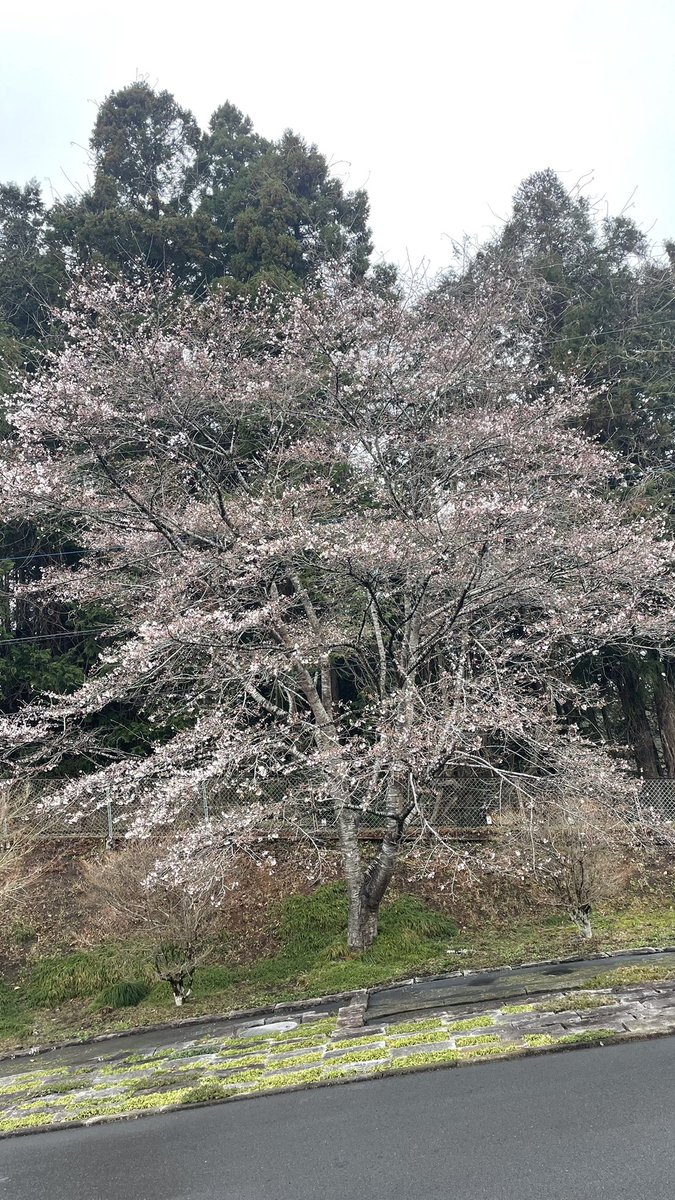 ベアパ tweet media