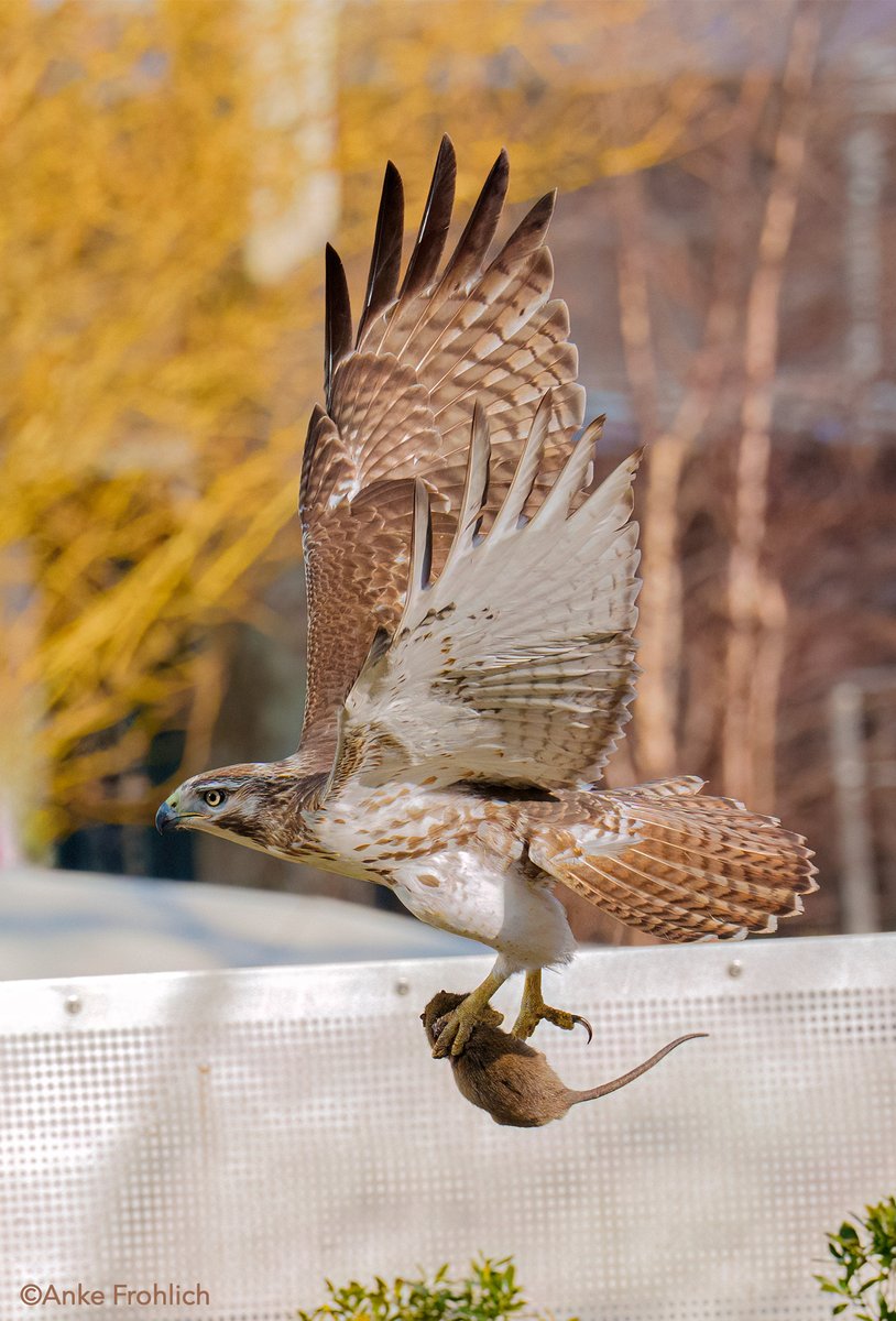 _AnkeFrohlich's tweet image. Astoria the Wild Turkey fanned her tail. Seconds later, a red-tailed hawk flew by and dropped down nearby…... then reappeared with a big rat🐀. Instincts on point, Astoria. All is well.🦃💕

The Battery, NYC      

#birdcpp, #Astoria, #WildTurkey, #NYCWildlife, #UrbanWildlife