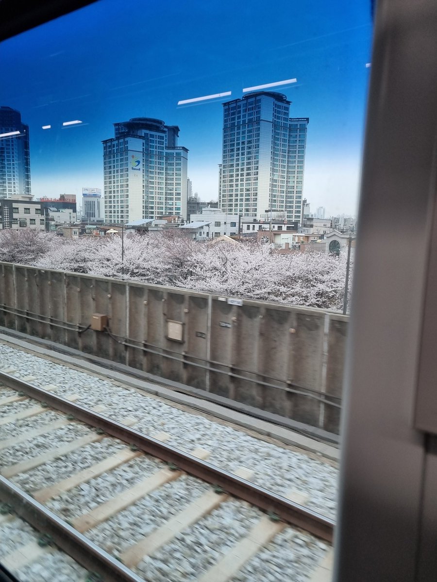 벚꽃을 찍고 싶었어