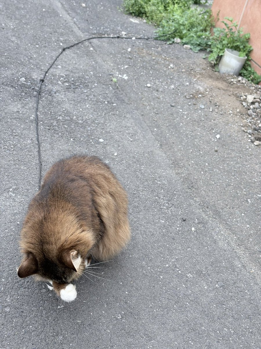 くわじ Kuwazi tweet media