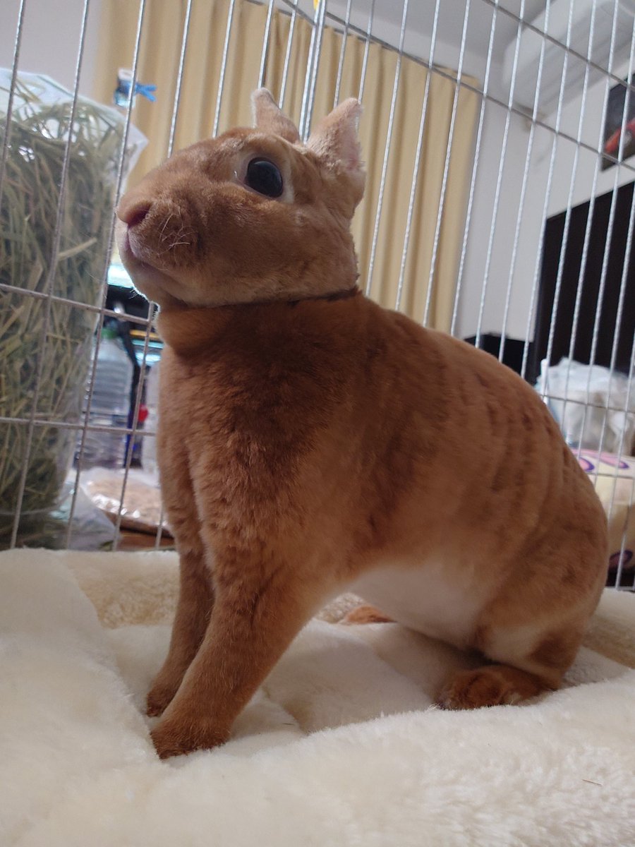 ゆー@もこもこは正義//ミニレッキスころも tweet media