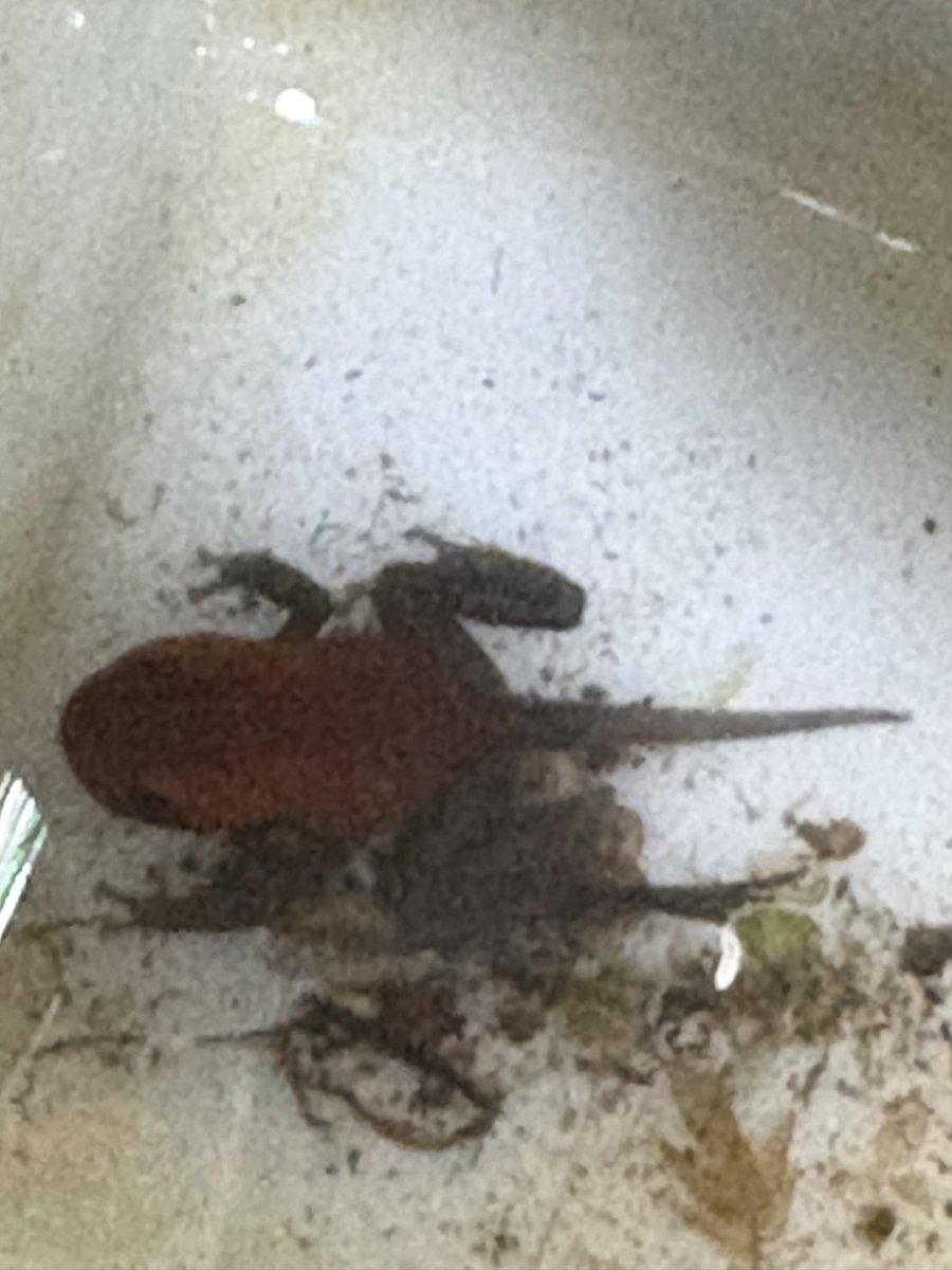 スプリングテイルズSpringTails tweet media