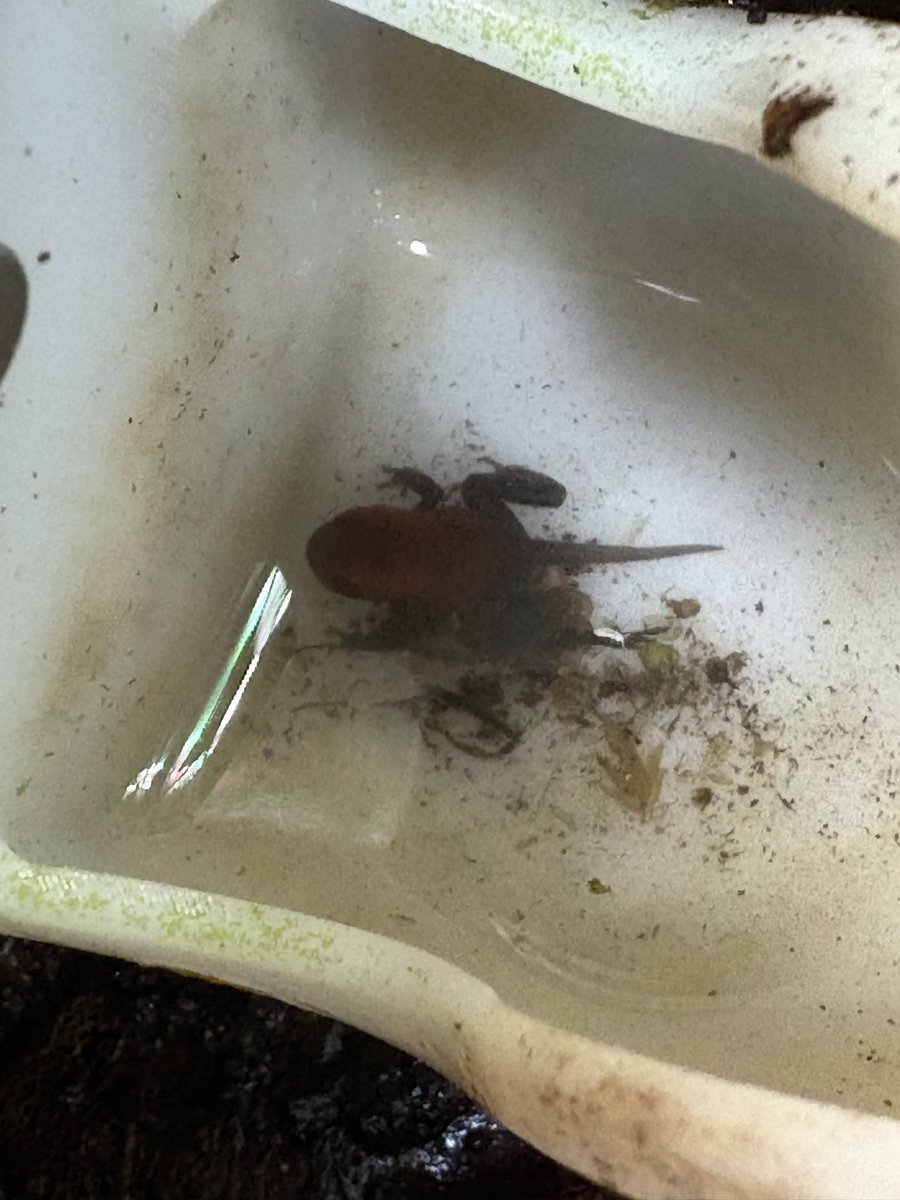 スプリングテイルズSpringTails tweet media