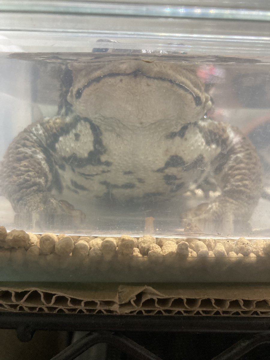 ちゃちゃん＊カエル生活 tweet media