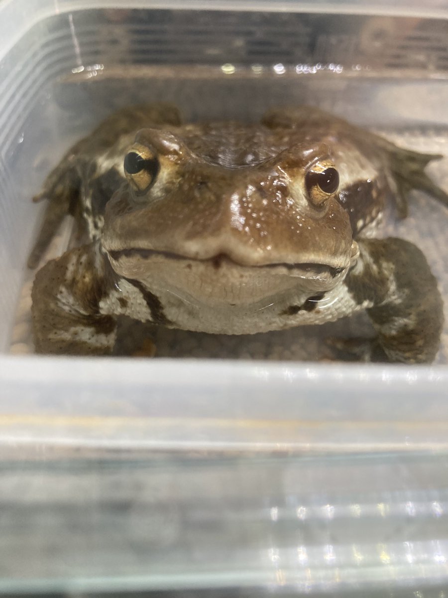 ちゃちゃん＊カエル生活 tweet media