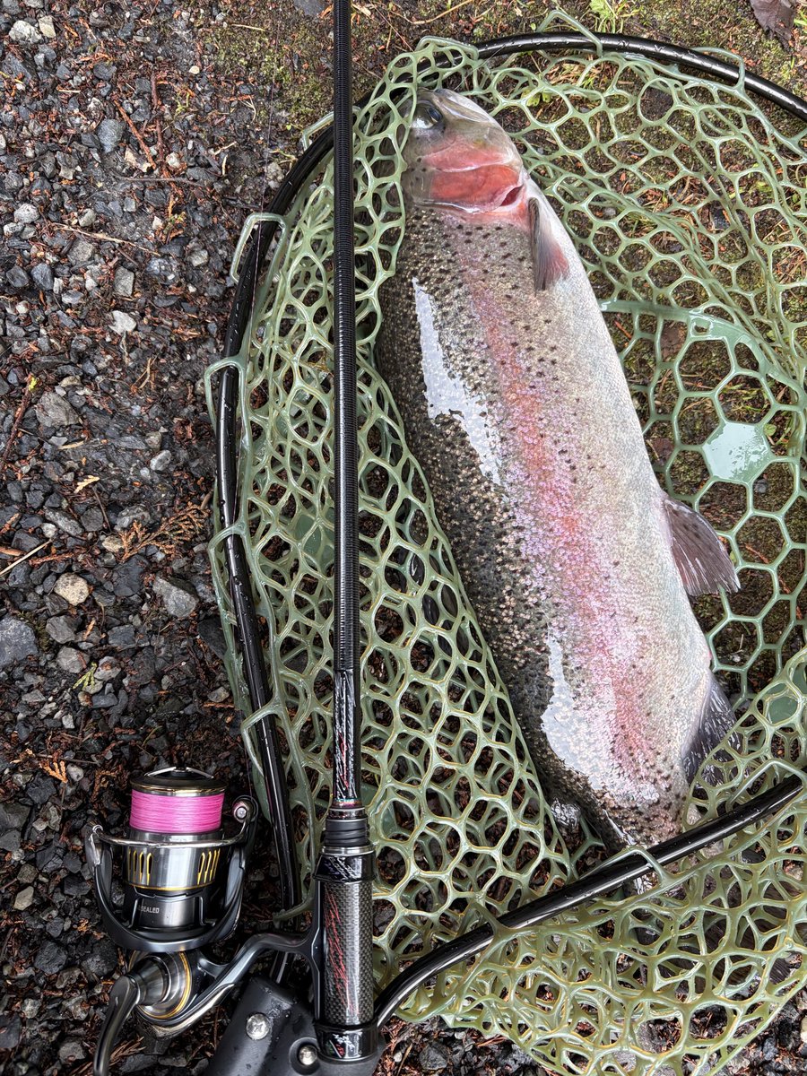 叶愛音(かずね)🎣 tweet media