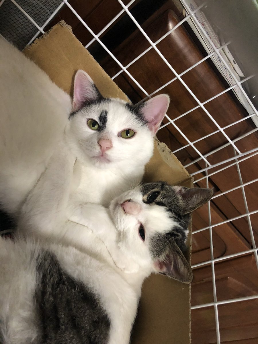 猫パンダ tweet media