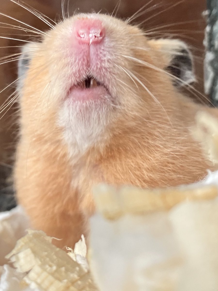 ネズミ🐹 tweet media