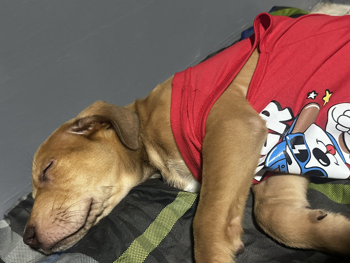 dracx66's tweet photo. Duerme cómo si chambeara https://t.co/sAc11qXnMa