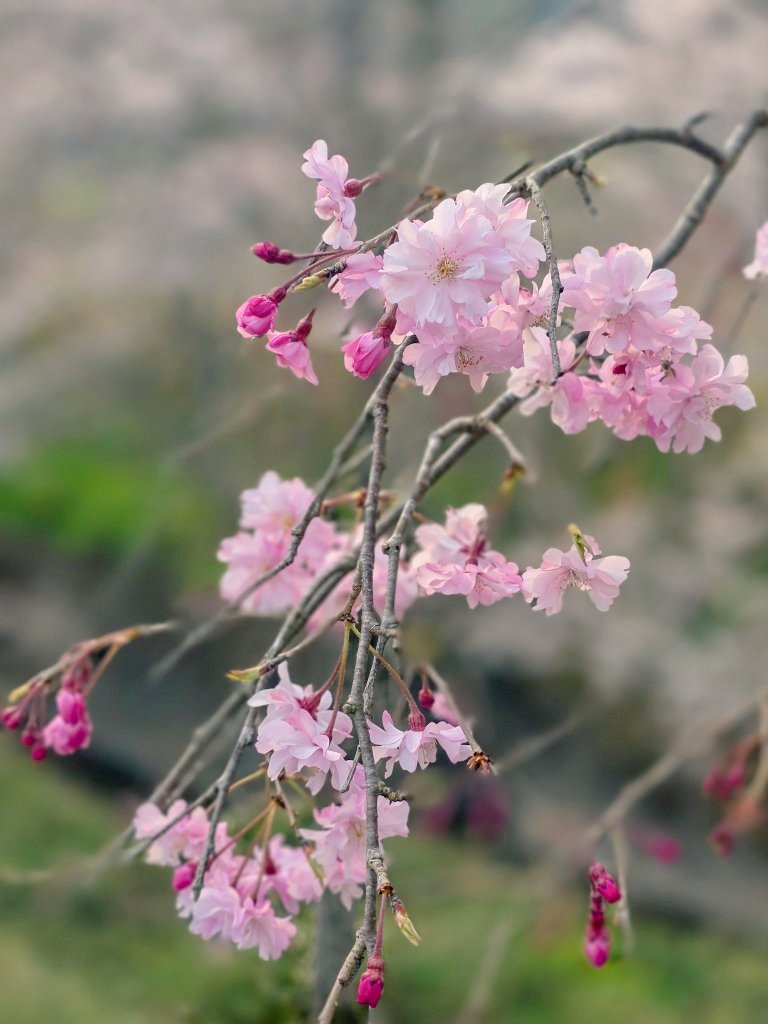 さとみん✿︎ tweet media