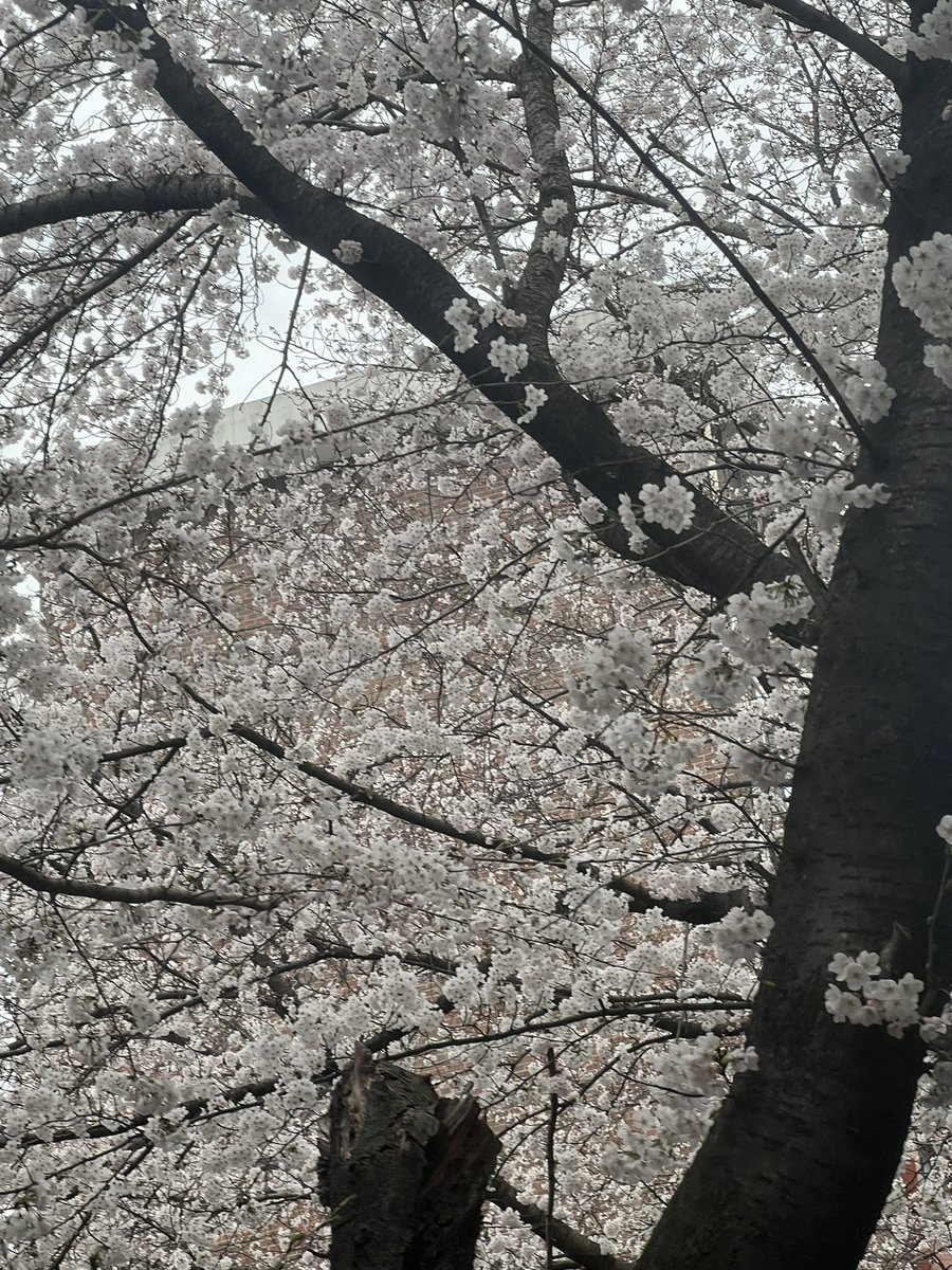 🎀 MYUA 🎀 tweet media