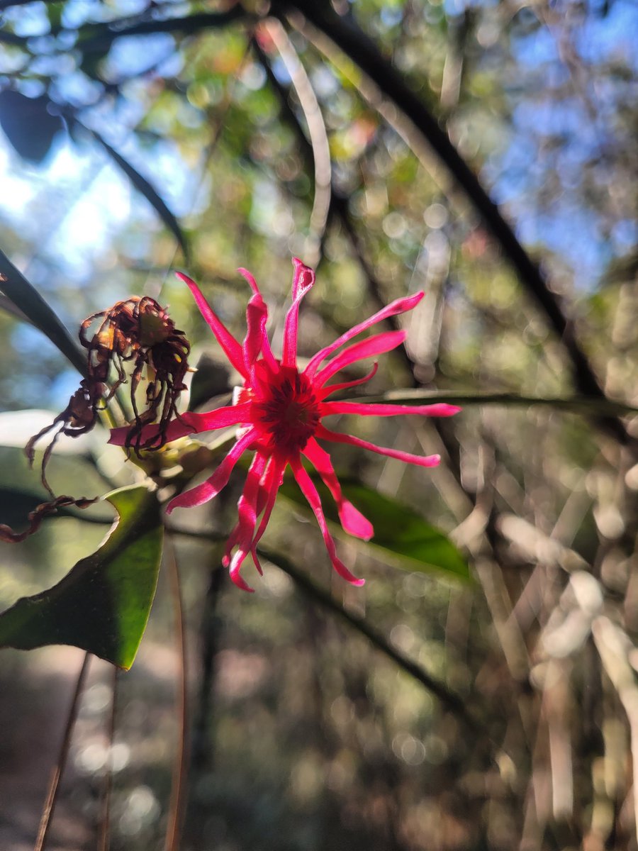 CowSalad tweet media