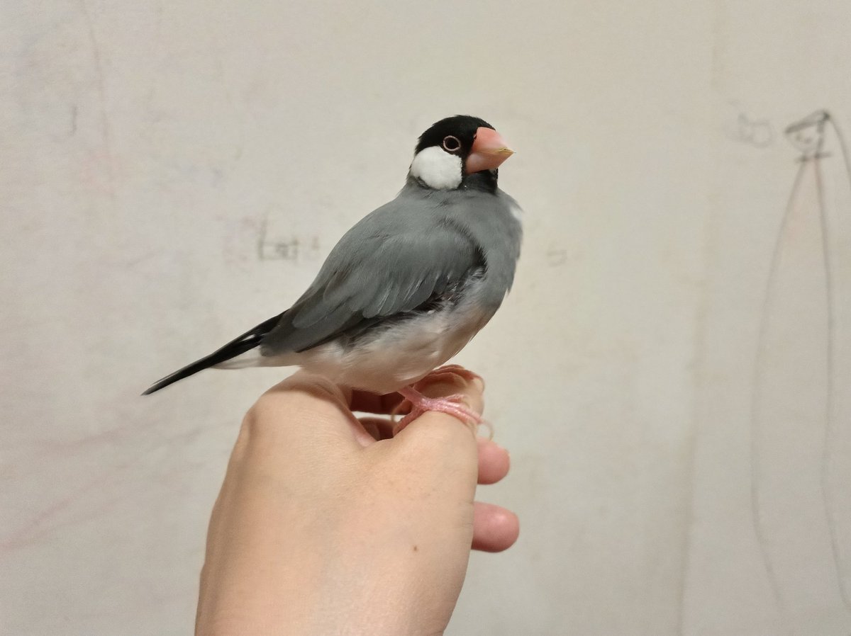 さんじや tweet media