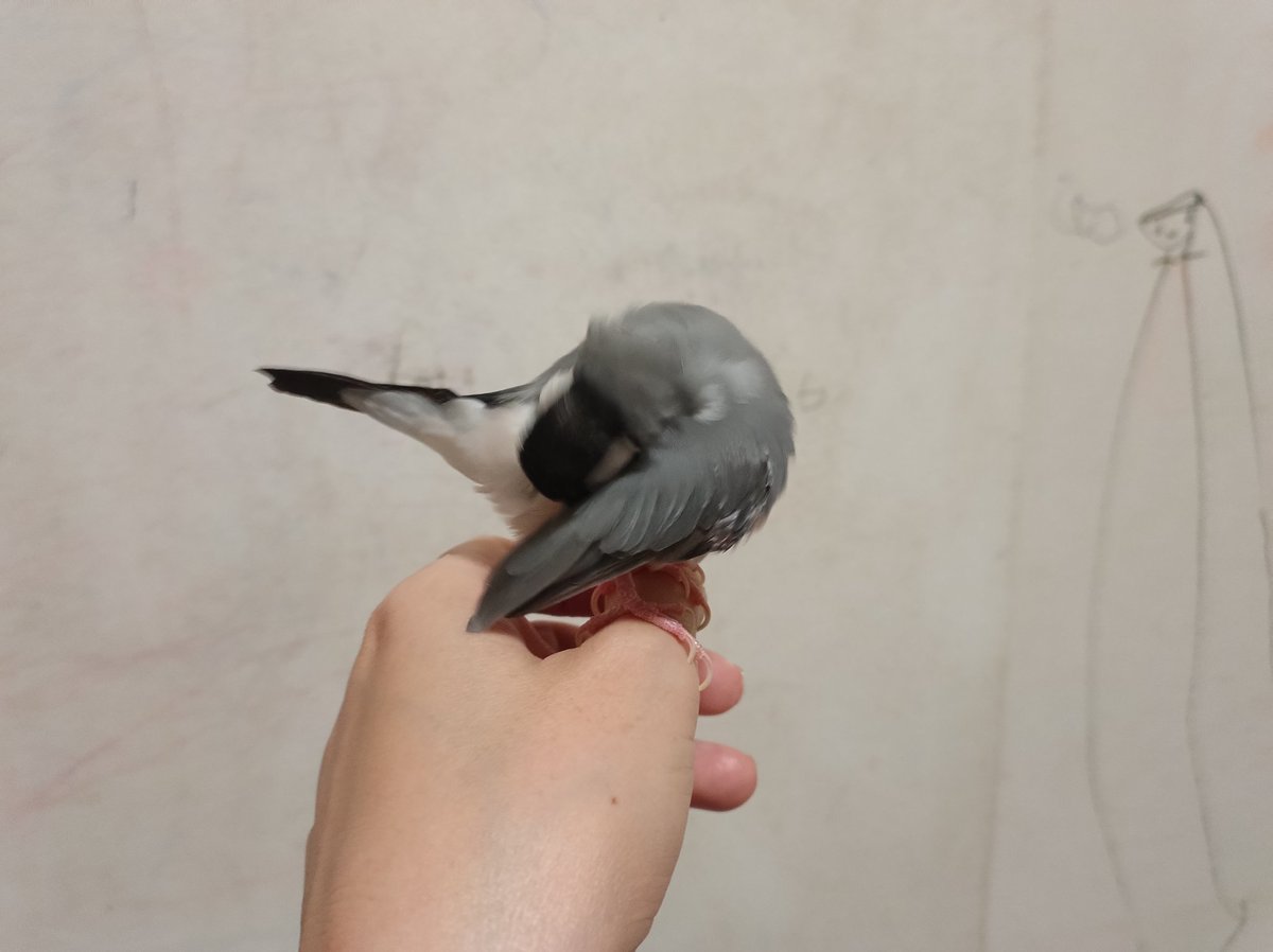 さんじや tweet media