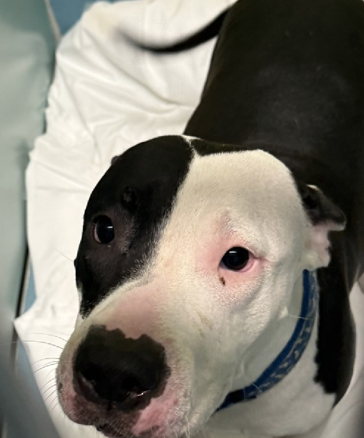 NMBewitched's tweet image. Domino😍🎯
#NewDogontheBlock 
nycacc.app/#/browse/250138 
#AdoptMe 

8mos old #PuppyLove🔥
Only 1 photo🚨

Sweet, social, wiggly &amp;amp; playful upon Intake 
We all know #puppies are #NYCACC's #1🎯

Please share Domino