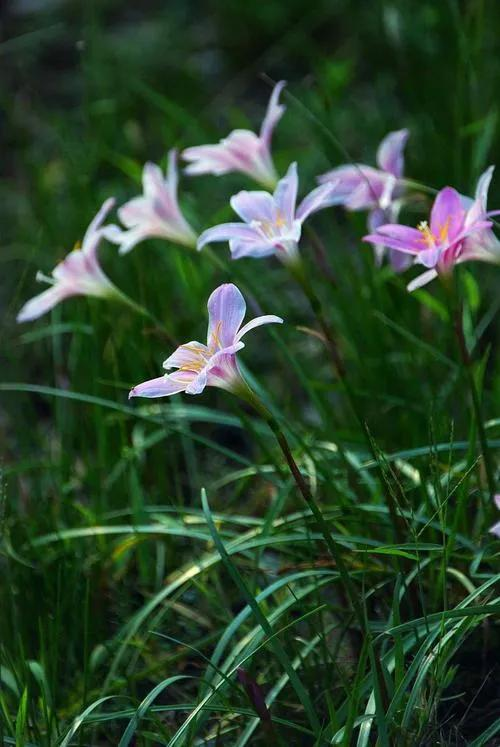 xiaoyingKE's tweet photo. A pink mood hidden in the greenery. Unassuming and unassuming, blooming quietly at its own pace.

#WildflowersAreBeautifulToo #NaturalAesthetics #DiscoverBeauty https://t.co/7pvul2UeRA