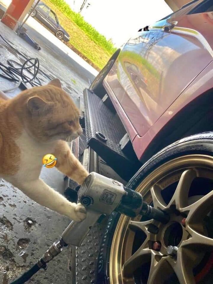 猫しか勝たん tweet media