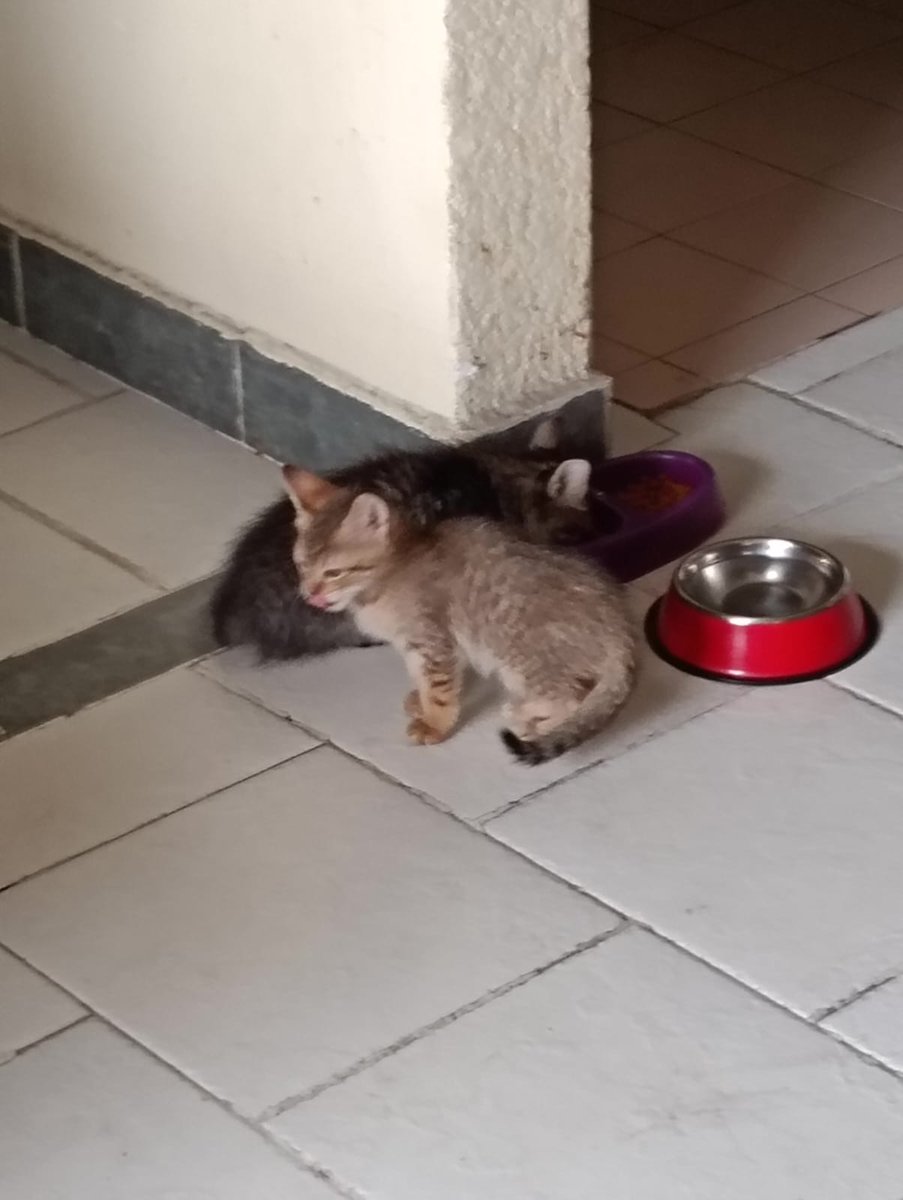 Mao y Mei, los nuevos integrantes de la familia