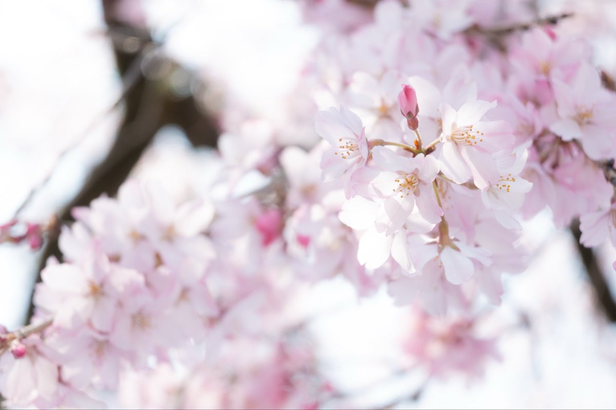 mo_san38's tweet photo. 桜綺麗だった🌸📷 https://t.co/CEVfvMlt0O