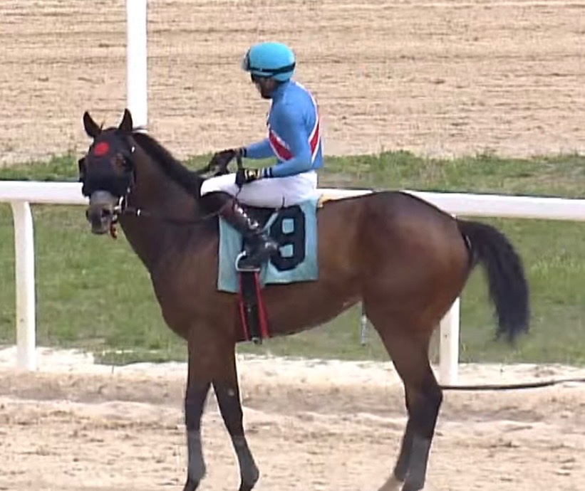 MJM Stable tweet media