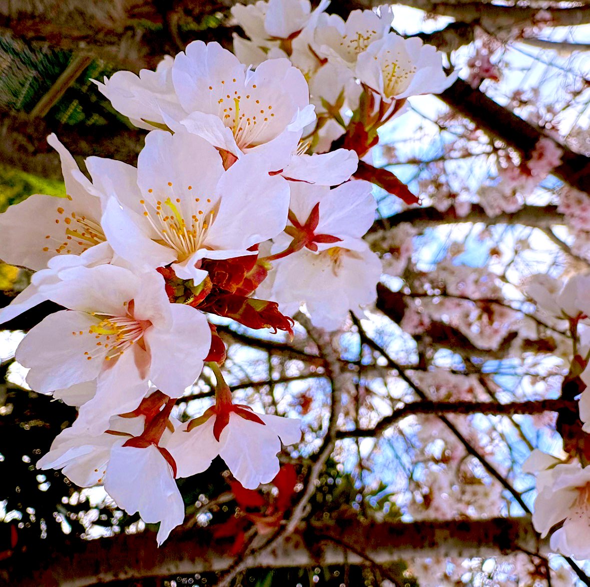 ゆま♡·*゜@リプ返🐢です💦 tweet media