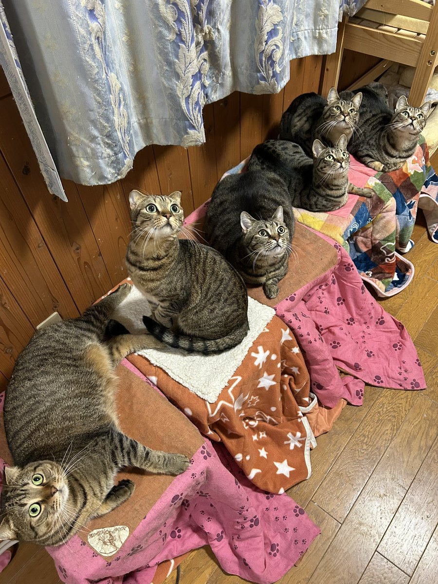 はると(避難中) tweet media