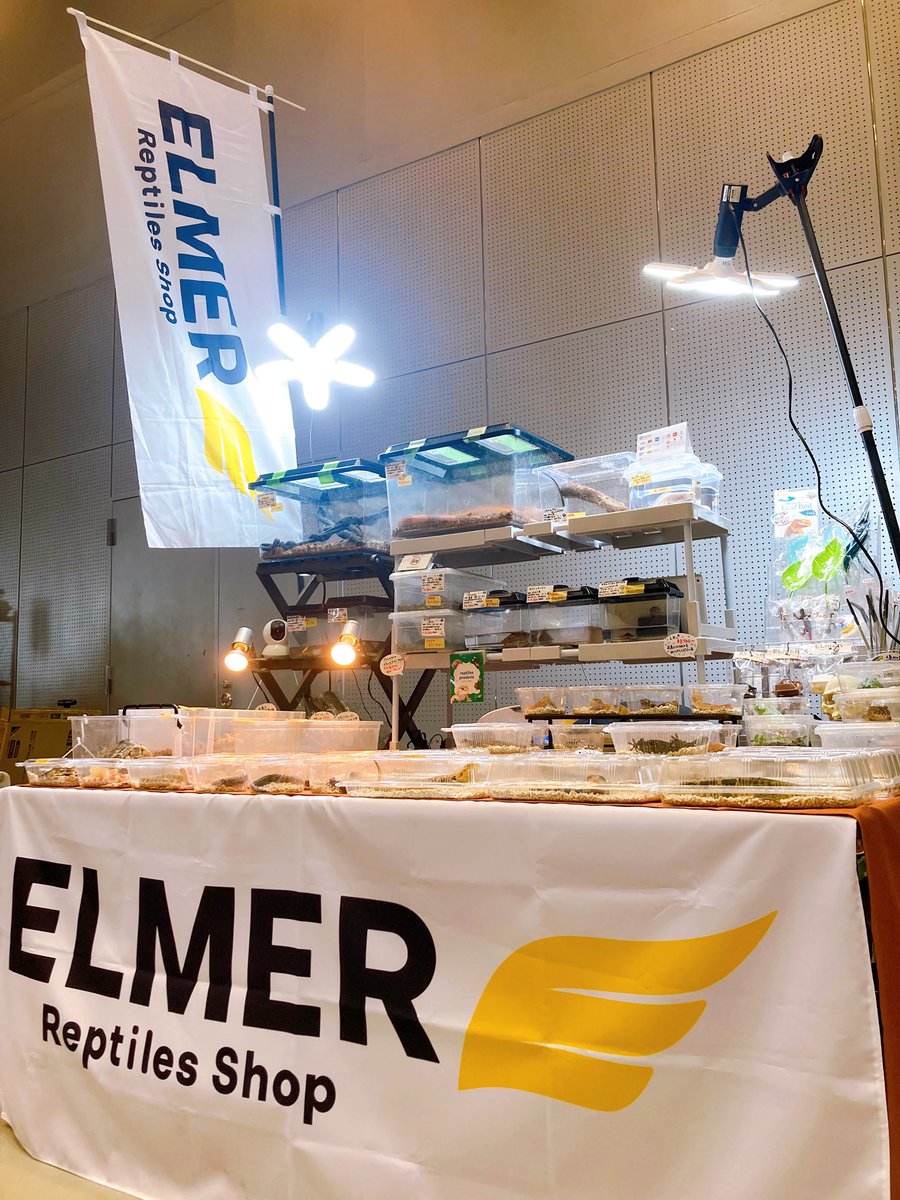 ELMER l エルマー@4/26(日) JH静岡 tweet media