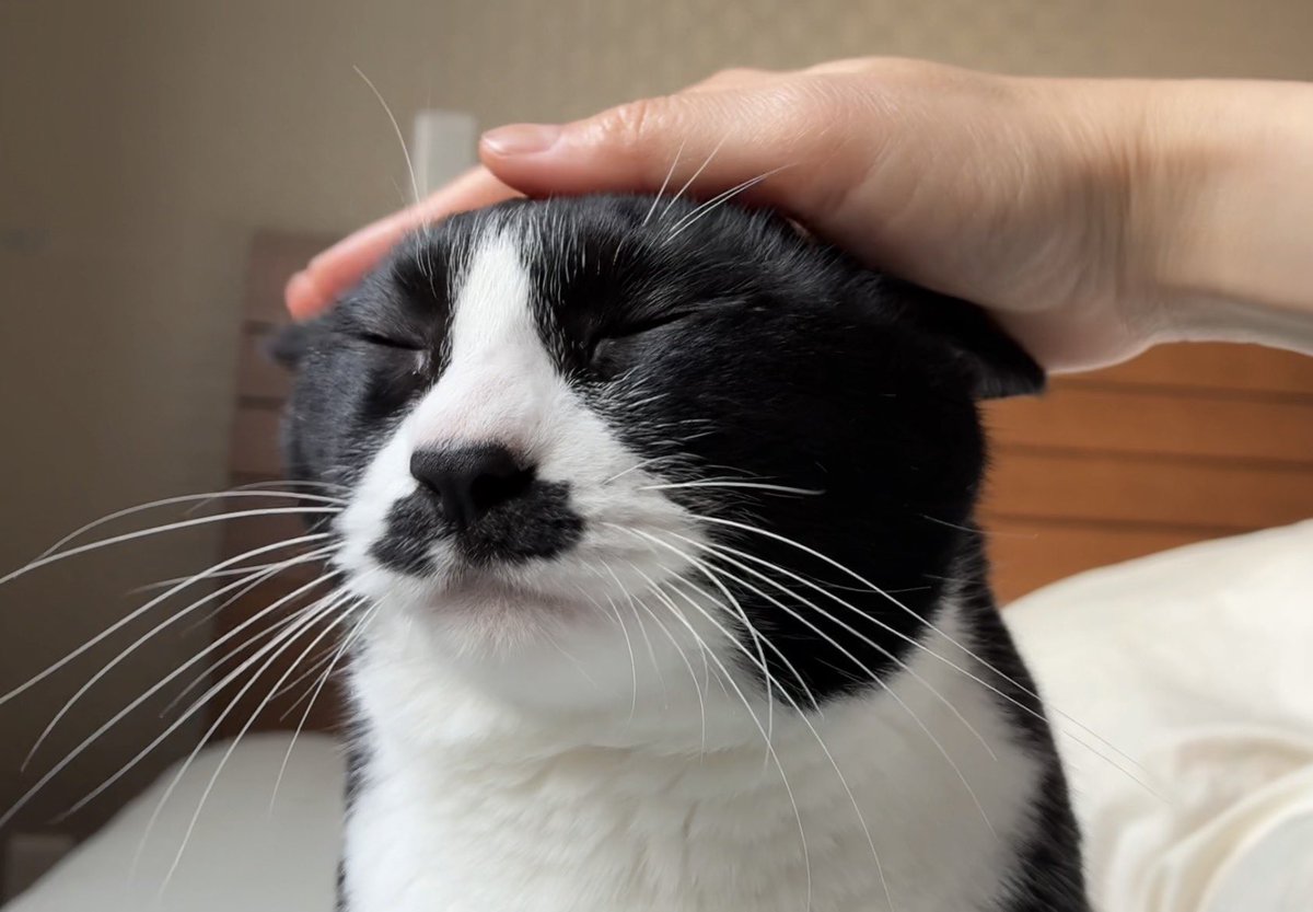 こけむす tweet media