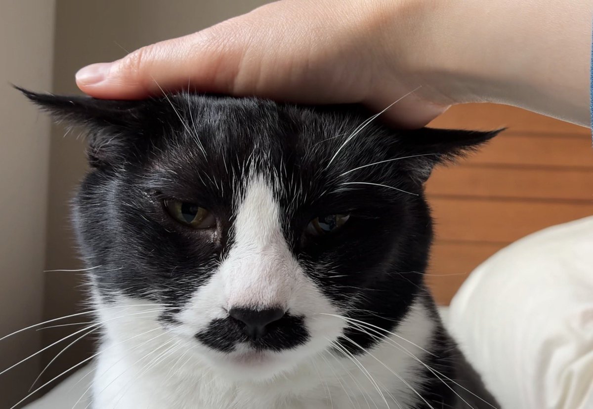 こけむす tweet media