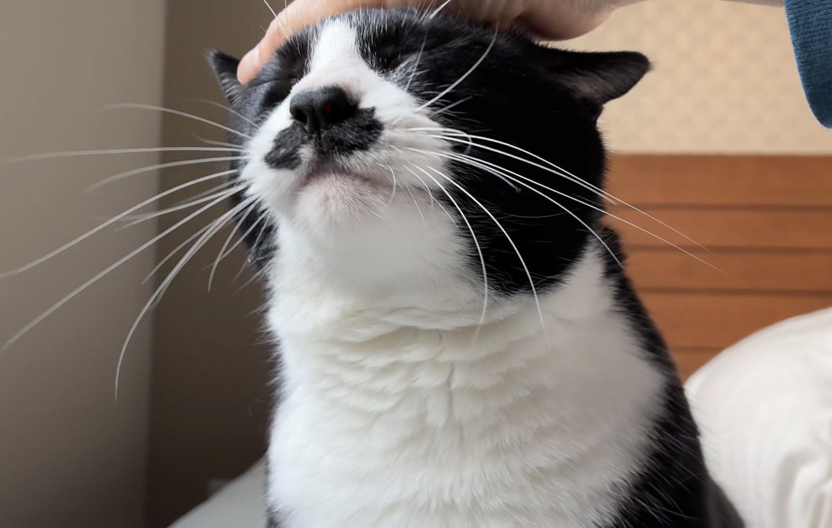 こけむす tweet media