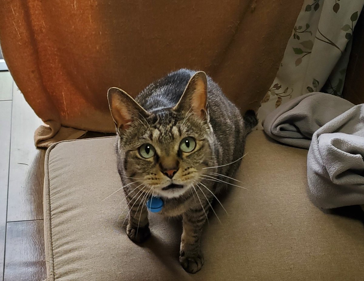 仙台の空・保護にゃんこミーとフク tweet media