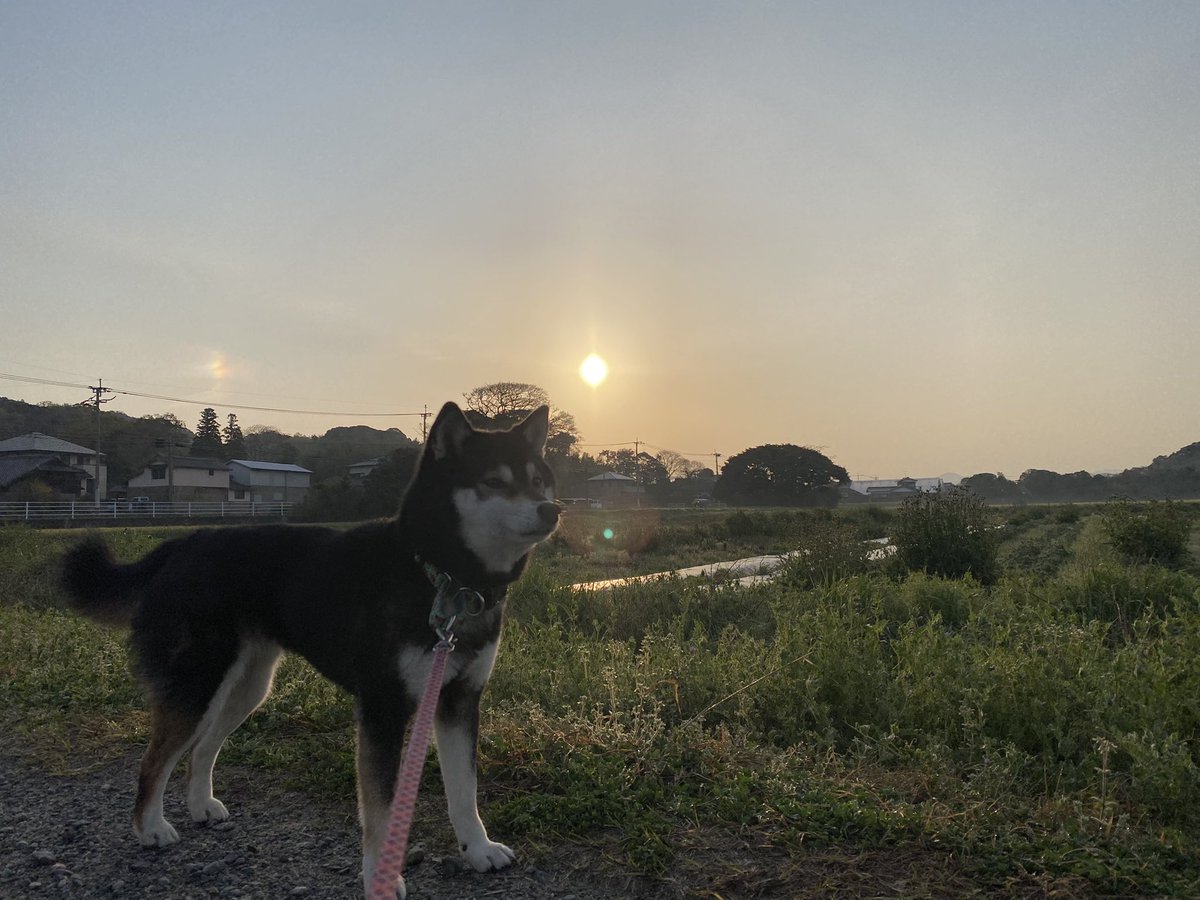 久々の投稿…おはようございます、ご無沙汰しております🐕‍🦺朝の散歩で幻日見れました。よかことあるとよかなー😊
#福岡 #糸島 #朝のさんぽ #柴犬 #今日のかすみさん