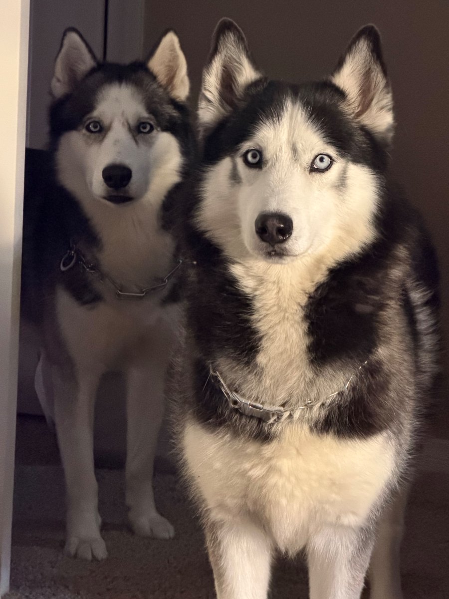 Racingwithbruno's tweet image. You can't go wrong with the #huskies