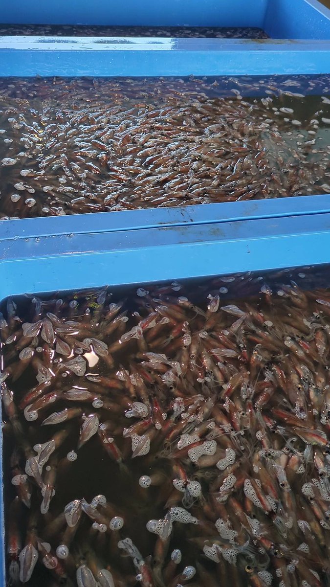 えびよね（蛯米水産加工）塩辛🦑🖤富山 tweet media