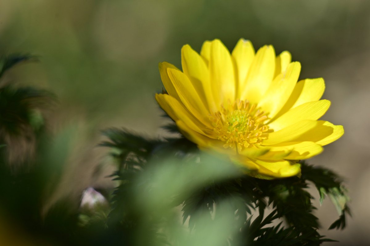 フ ラ ン @読書/写真/生態 tweet media