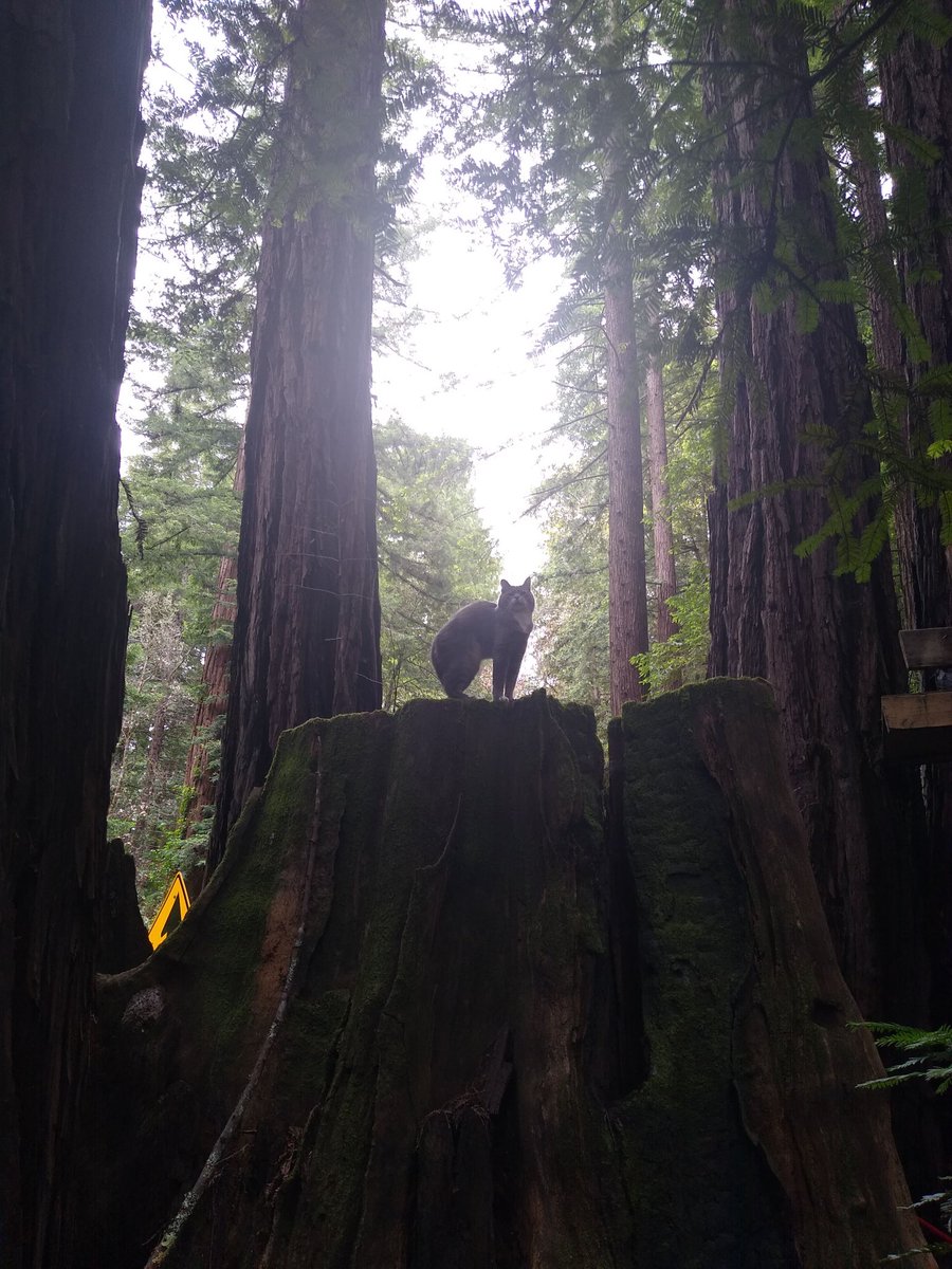 SMSPirate tweet media