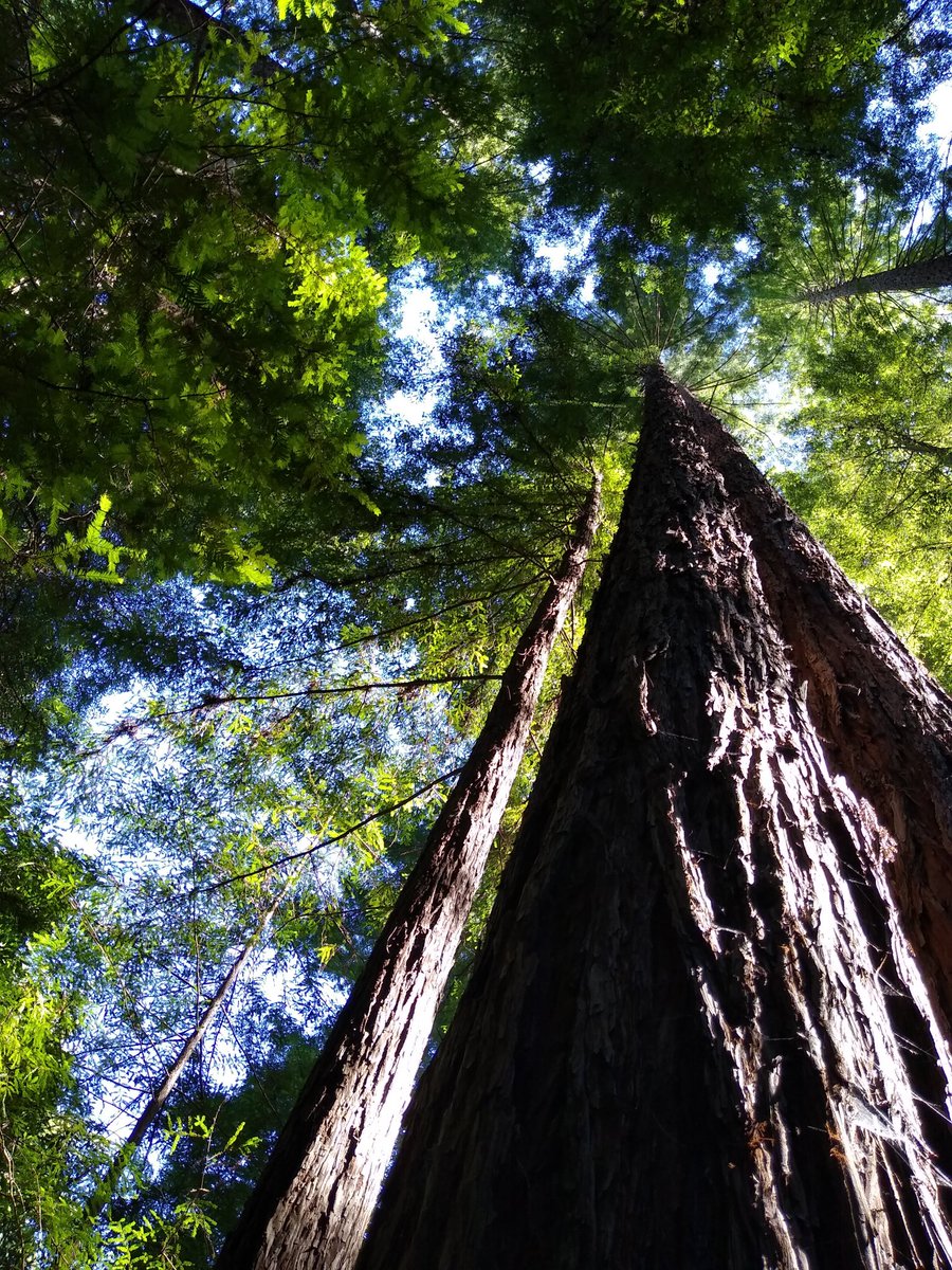 SMSPirate tweet media