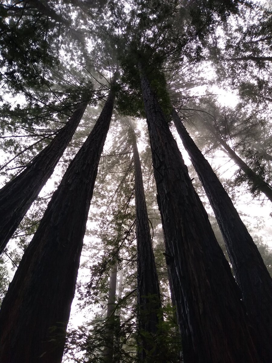 SMSPirate tweet media