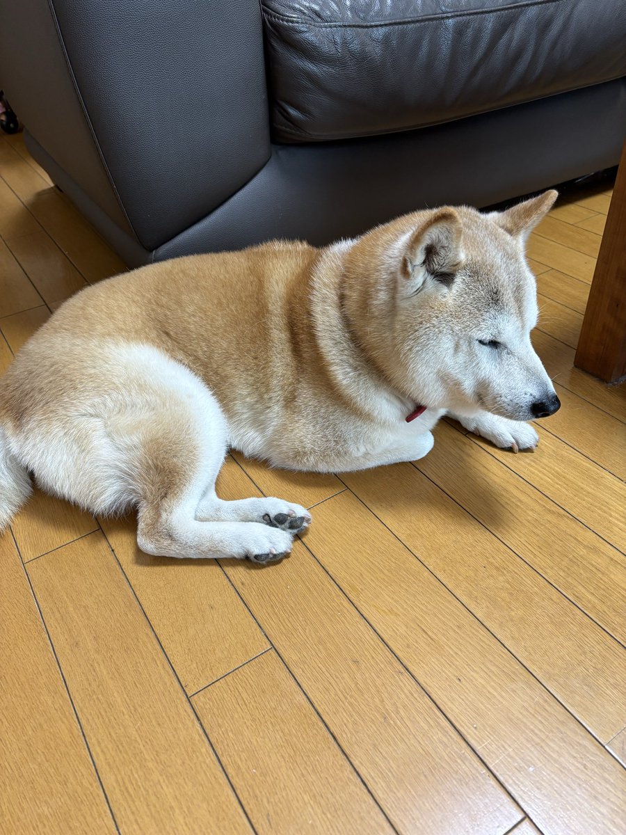 sibachanMoMo's tweet photo. うとうとしてます。
春だねぇ🐕 https://t.co/MzpqOg7aou