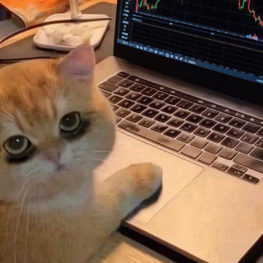 Dr Goblin🍊 tweet media