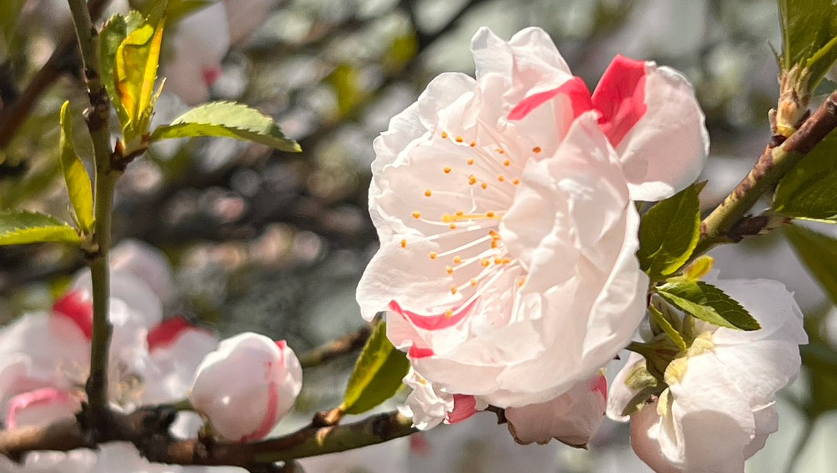 エムトピア【公式】 tweet media