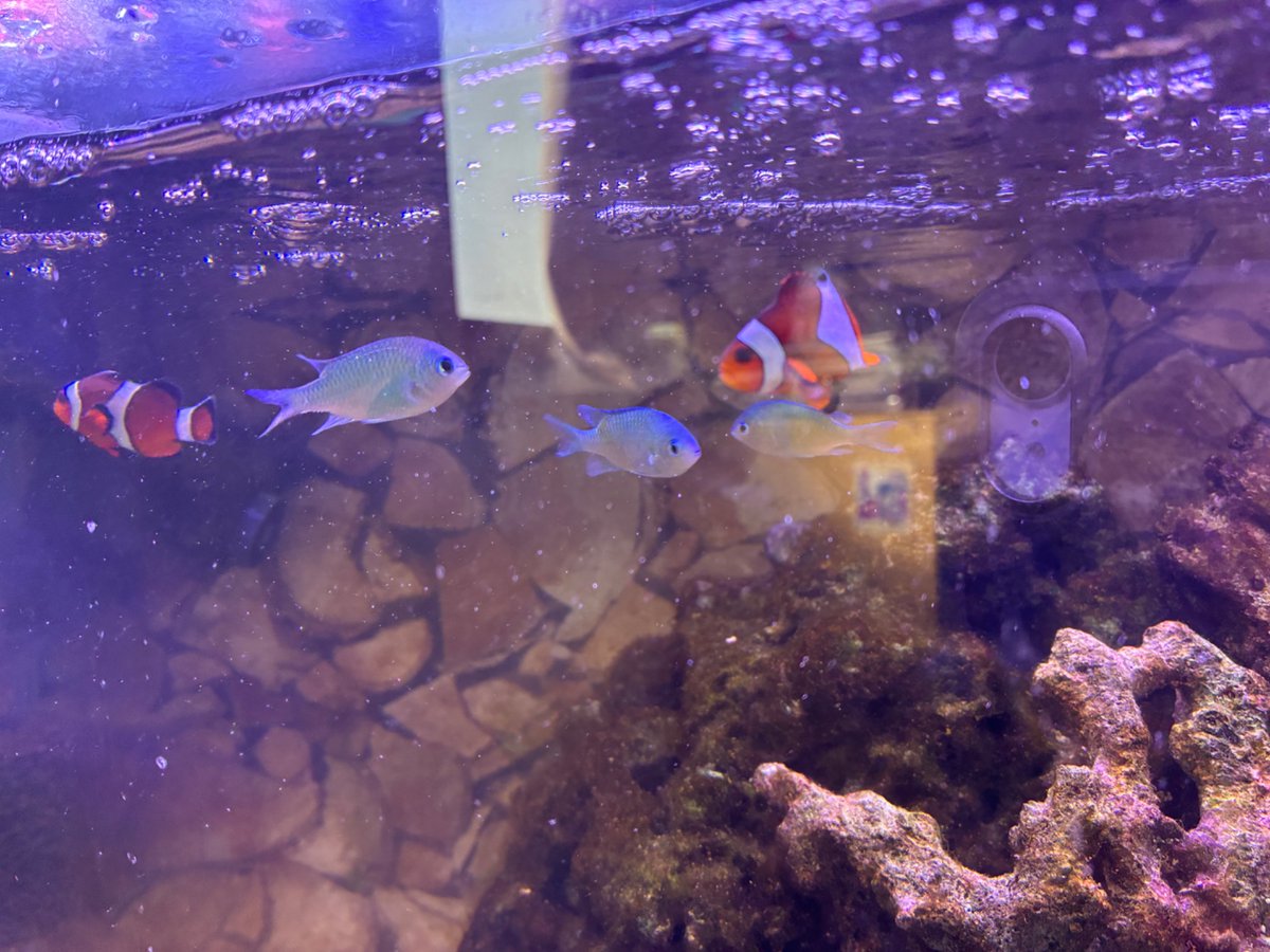 Aura Euronika tweet media