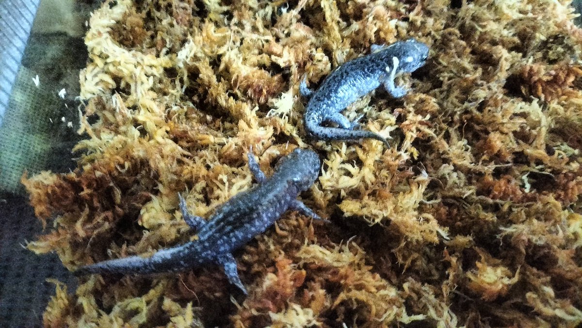 鱗甲梶家 tweet media