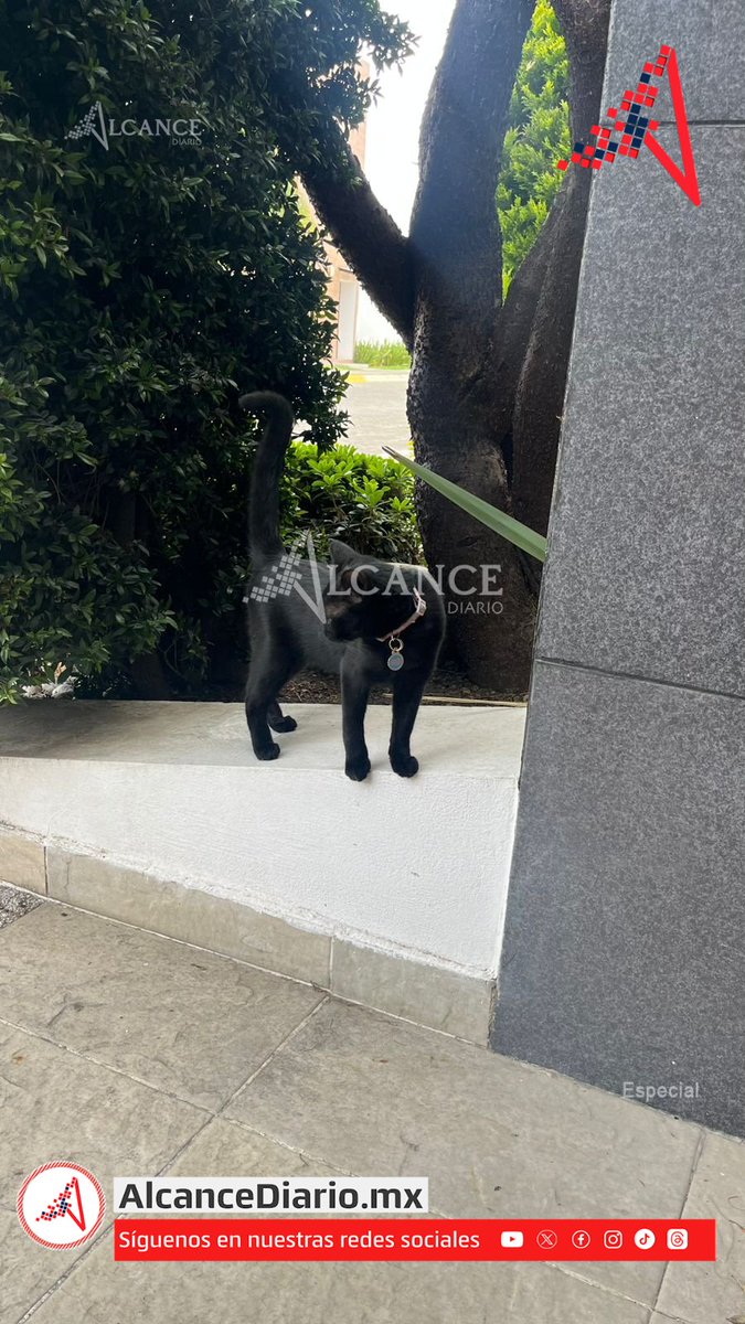 Alcance Diario - Noticias desde Puebla tweet media