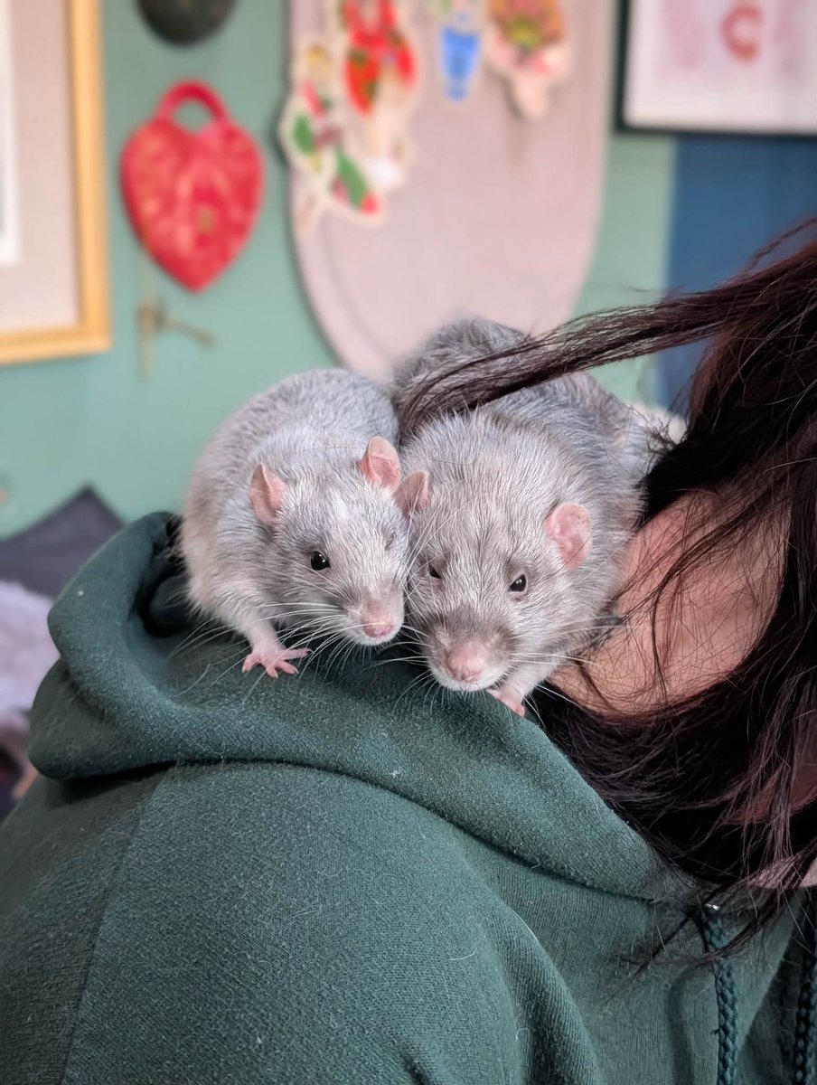 a bunch of rats✨ tweet media