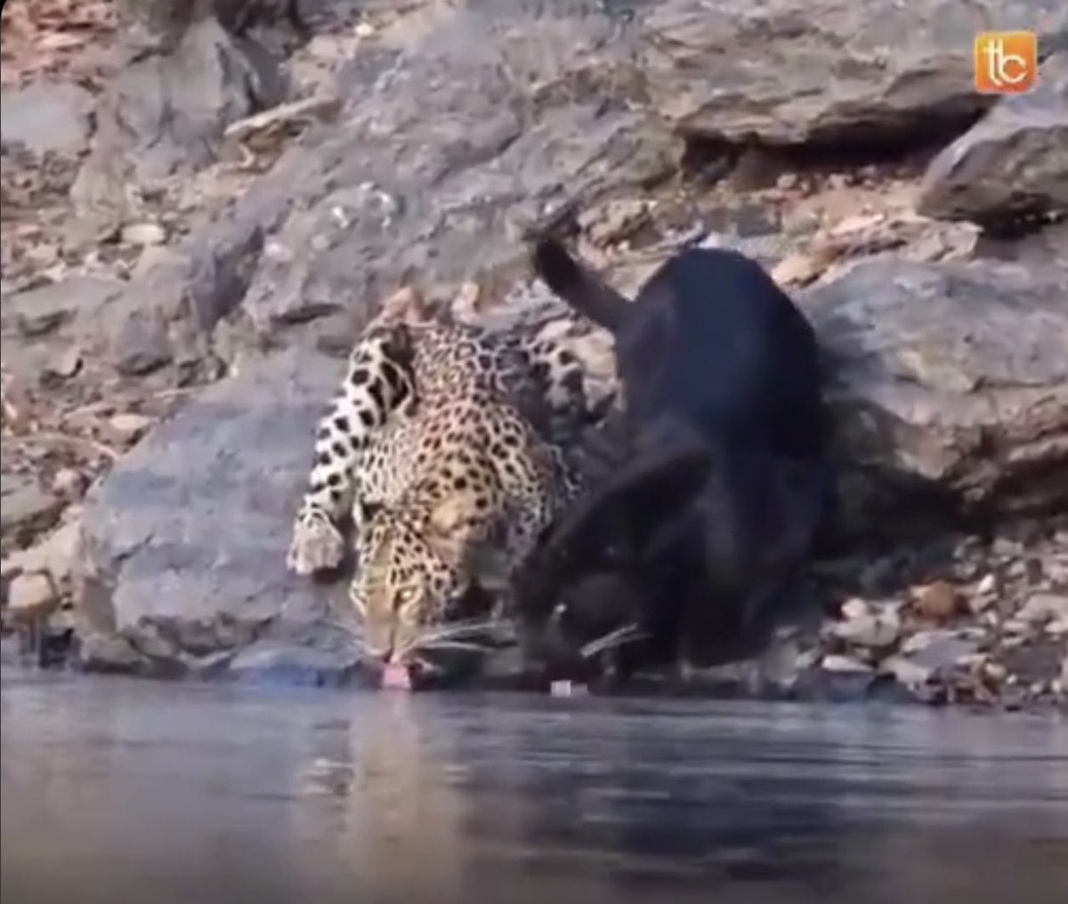 AnimalsYouNeed's tweet photo. @TheFigen_ Nature just dropped the ultimate crossover episode—spotted and shadow mode activated! 🐆🖤 #WildlifeGoals #PantherAndLeopard https://t.co/gwTEqDiOKM
