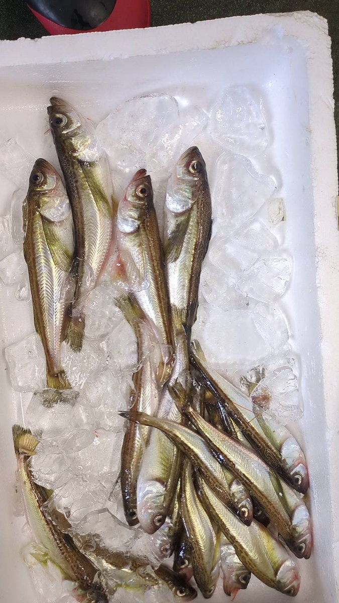 えびよね（蛯米水産加工）塩辛🦑🖤富山 tweet media